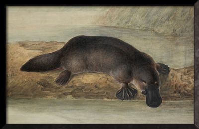 1810 lewin Platypus